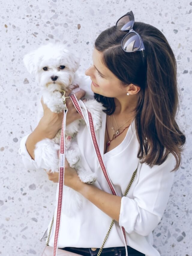 Maltese