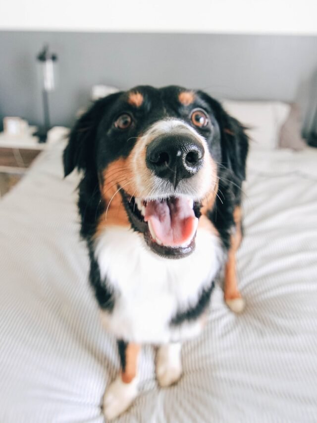 Australian shepherd Dog