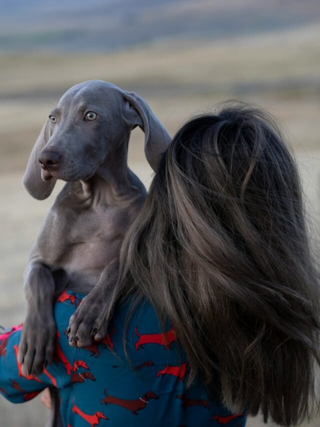 Weimaraner