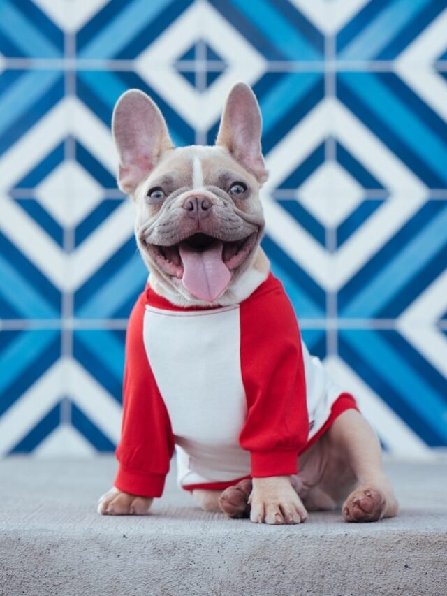 French Bulldog