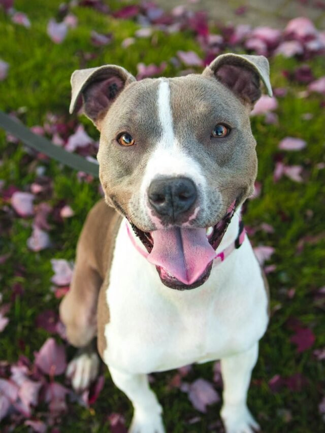 Razor Edge Pitbull