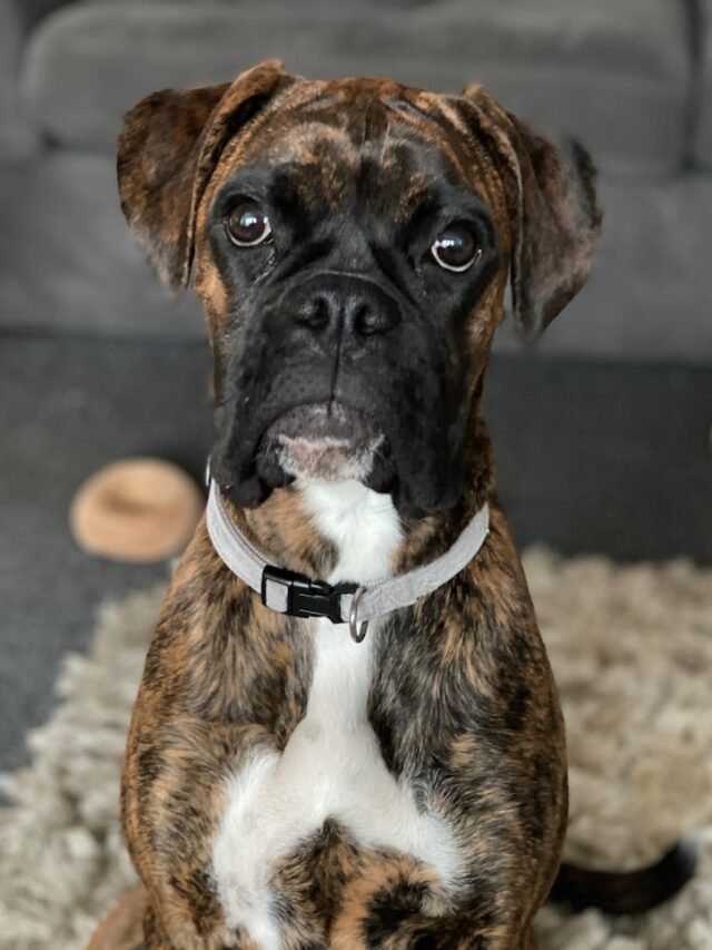 Boxer Dog