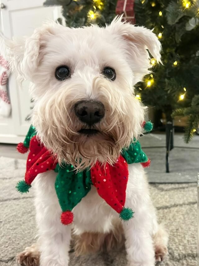 Miniature Schnauzer