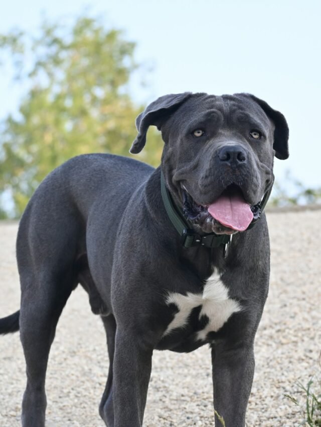 Cane Corso