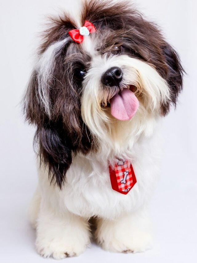 Shih Tzu