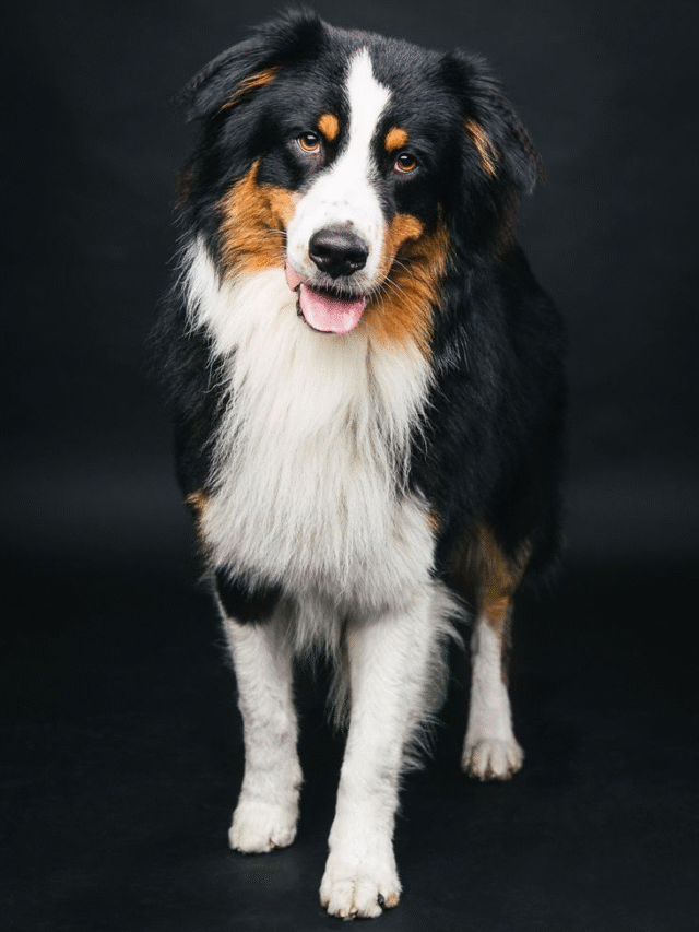 Australian Shepherd