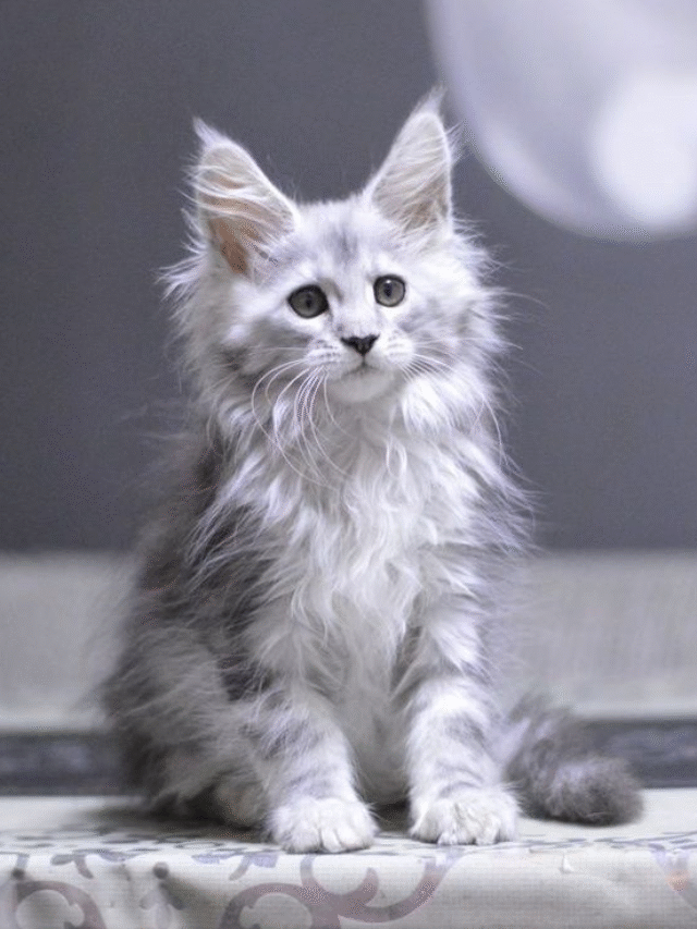 Maine Coon Kittens