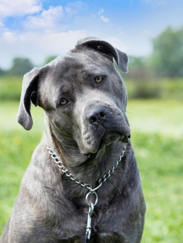 Cane Corso