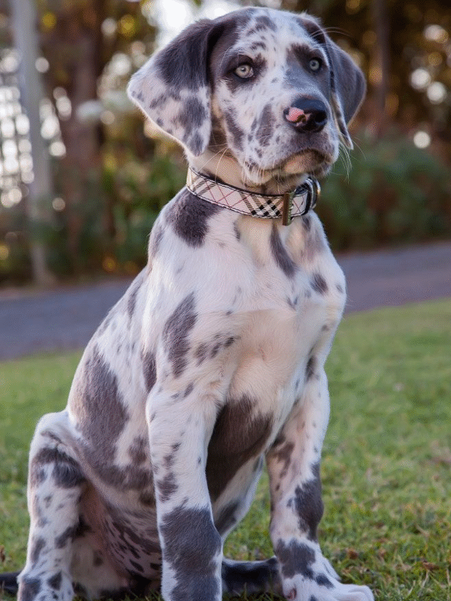 Great Dane
