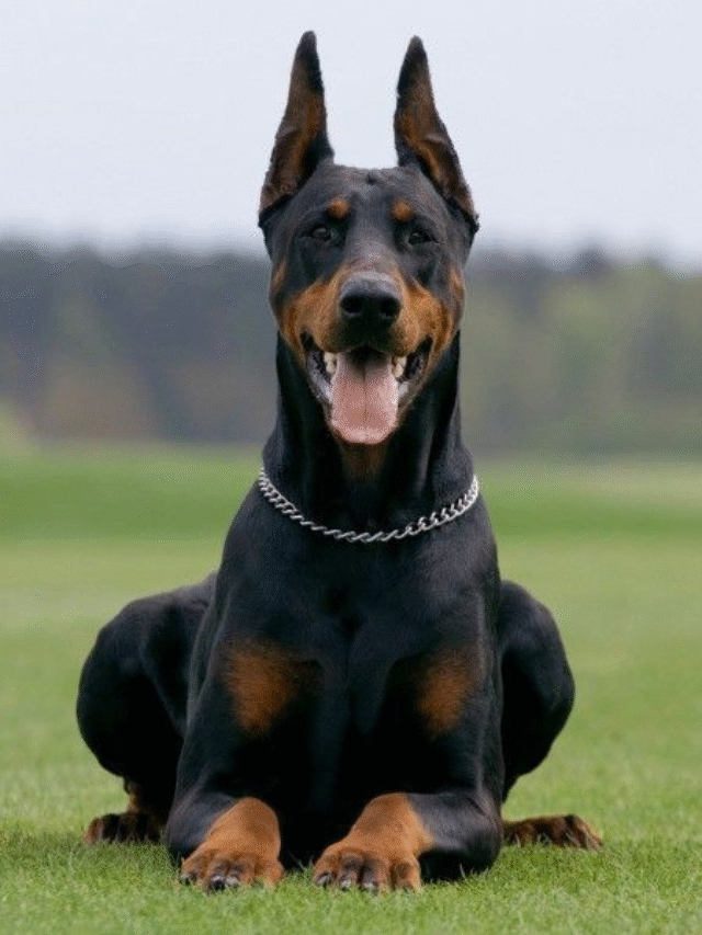 Doberman Pinscher