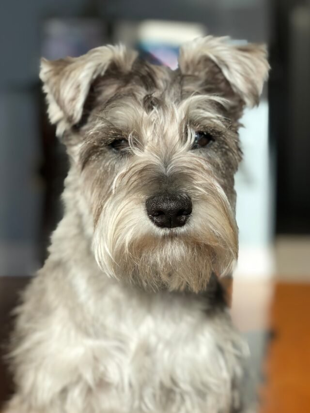 Schnauzer