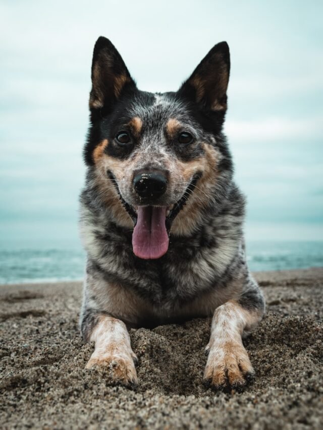Australian Cattle Dog