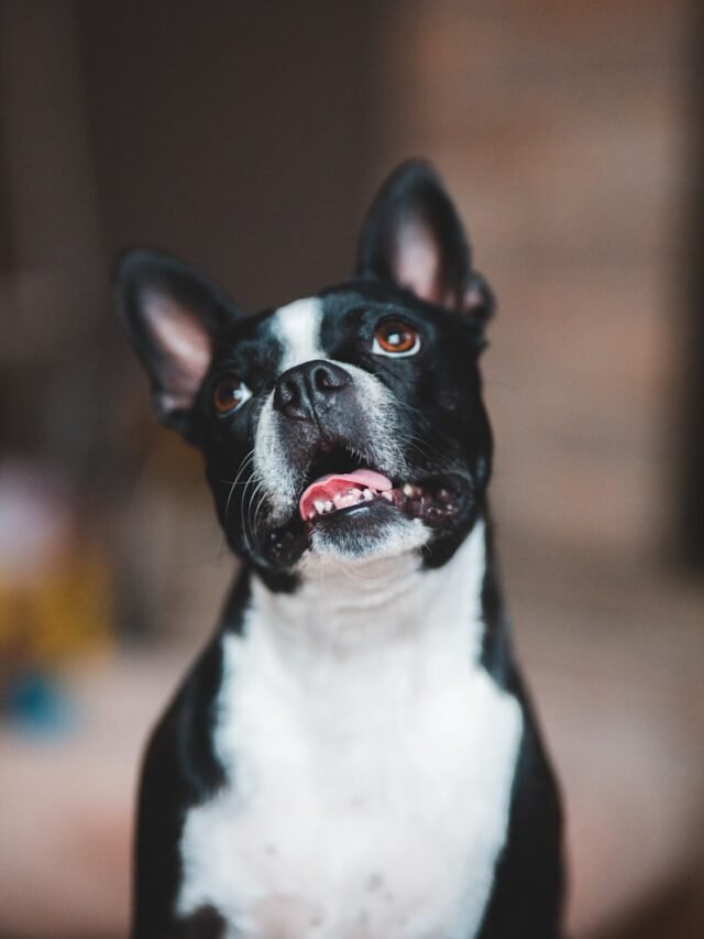 Boston Terrier