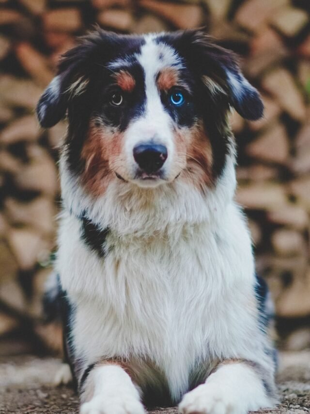 Australian Shepherd